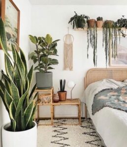 Living Green: Indoor Plants